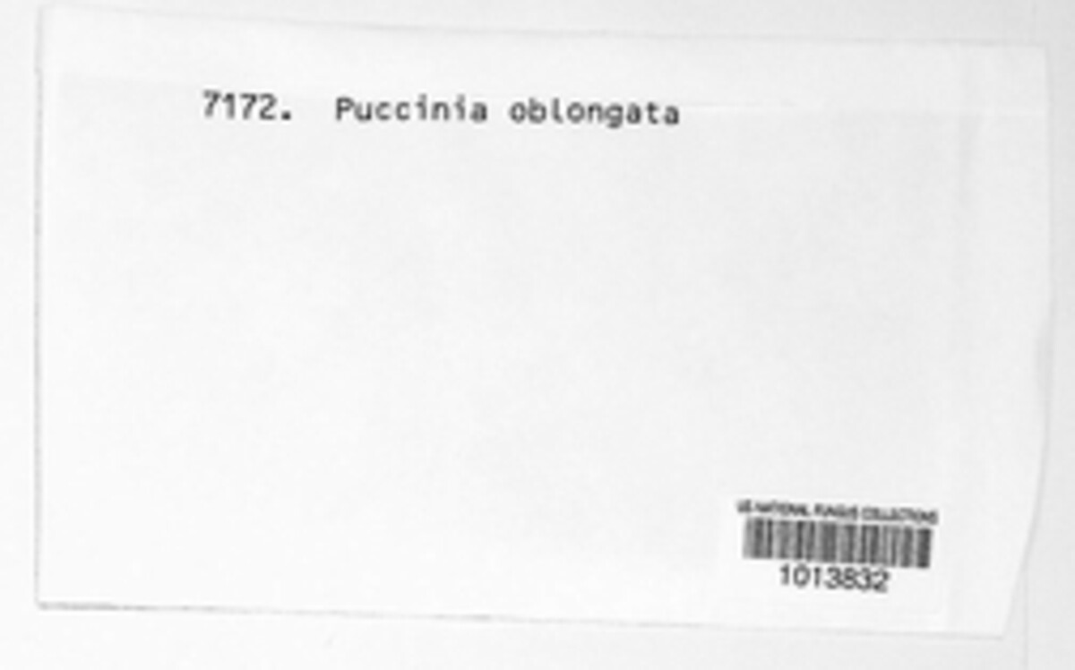 Puccinia oblongata image